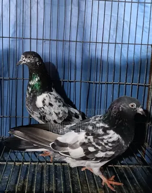 2 Female Pigeons