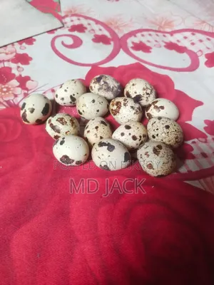 European Giant Quail hatching eggs
