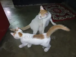 ১+ বছর বয়সী মাদি মিক্সড ব্রিড কালারপয়েন্ট শর্টহায়ার