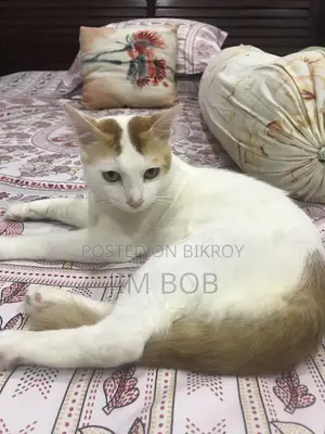 6-12 months Male Purebred Cat