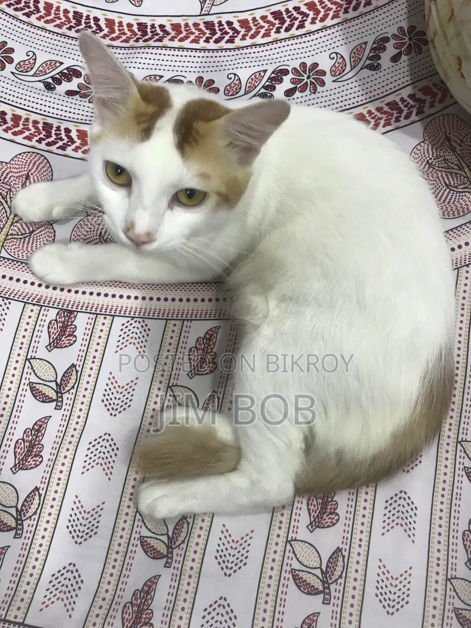 6-12 Months Male Purebred Cat