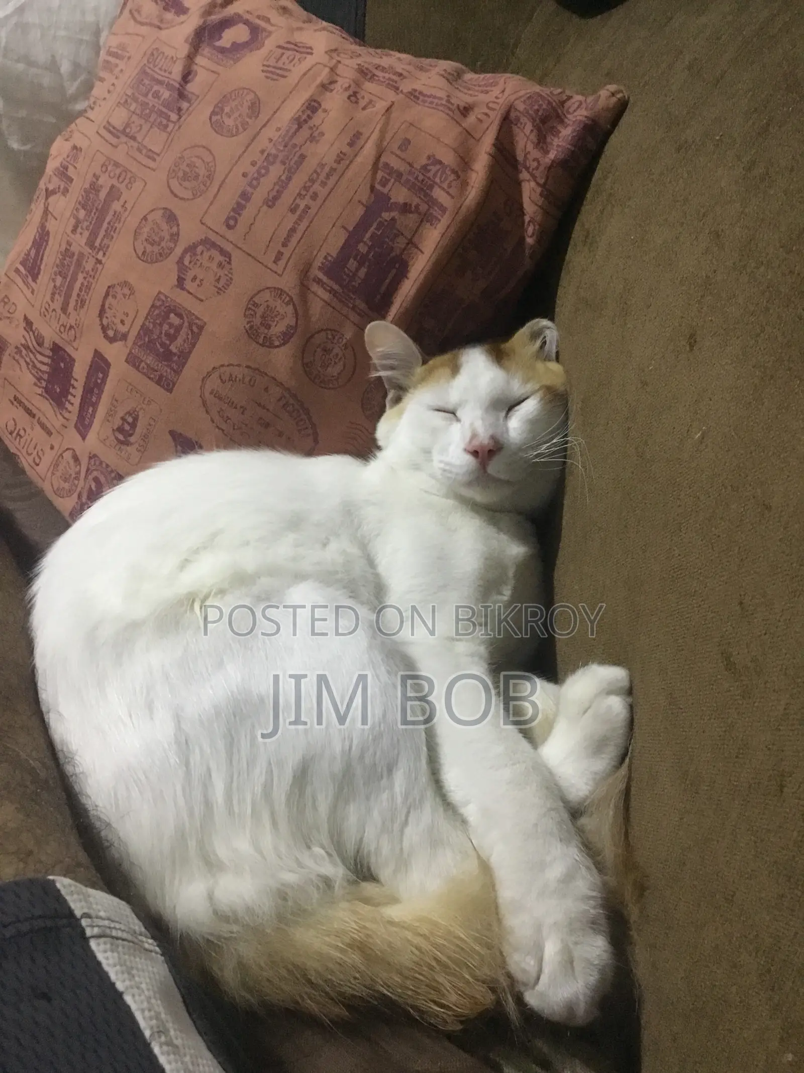 6-12 Months Male Purebred Cat