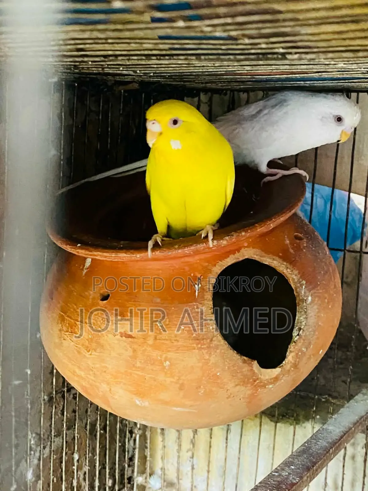 পাখিগুলো বিক্রি হবে ডিম বাচ্চা রানিং