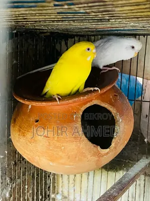 পাখিগুলো বিক্রি হবে ডিম বাচ্চা রানিং