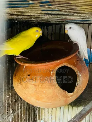 পাখিগুলো বিক্রি হবে ডিম বাচ্চা রানিং