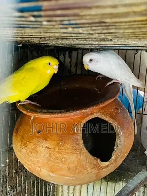 পাখিগুলো বিক্রি হবে ডিম বাচ্চা রানিং