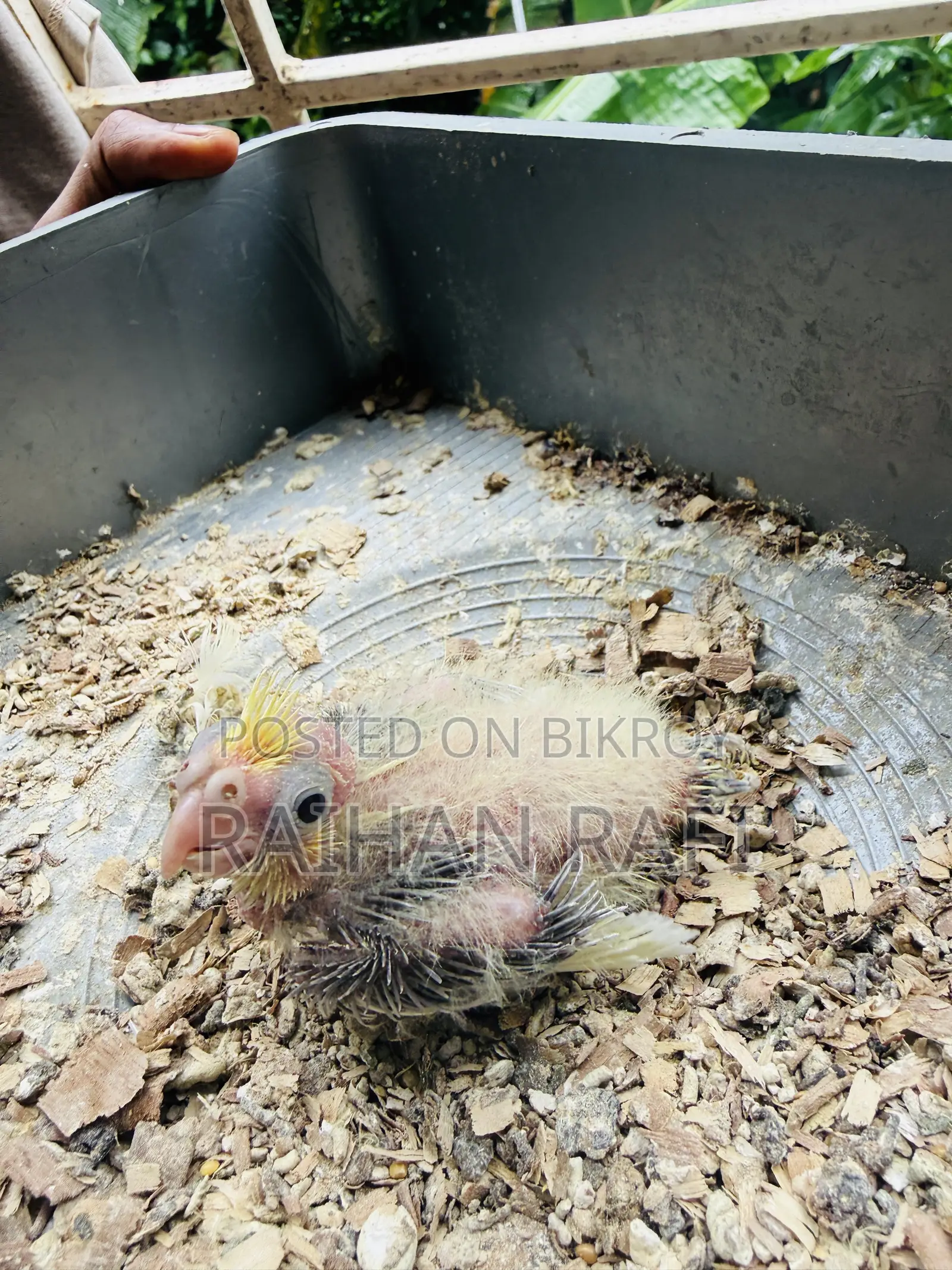 Lutino Pied Team Size Cockatiels