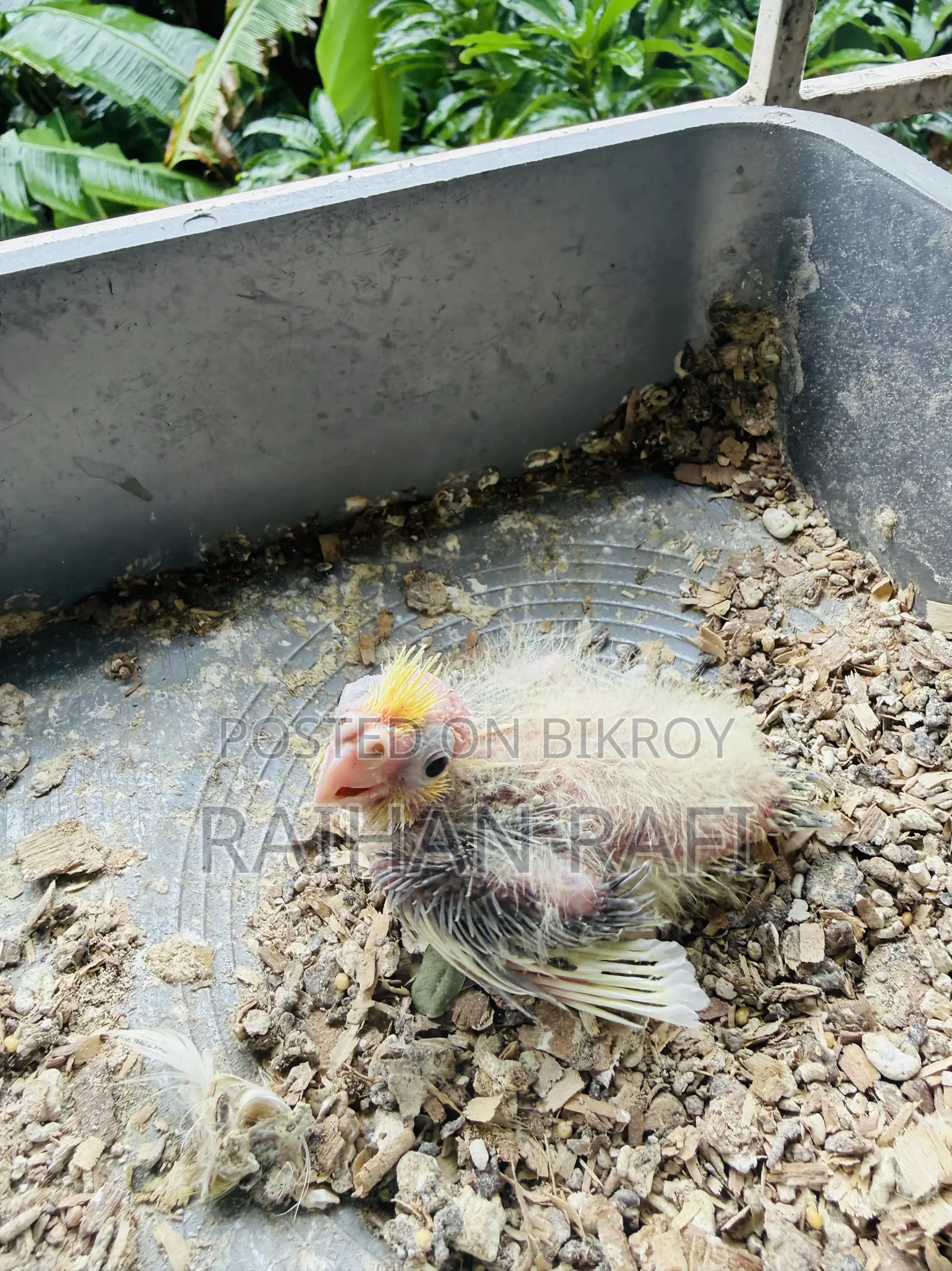 Lutino Pied Team Size Cockatiels