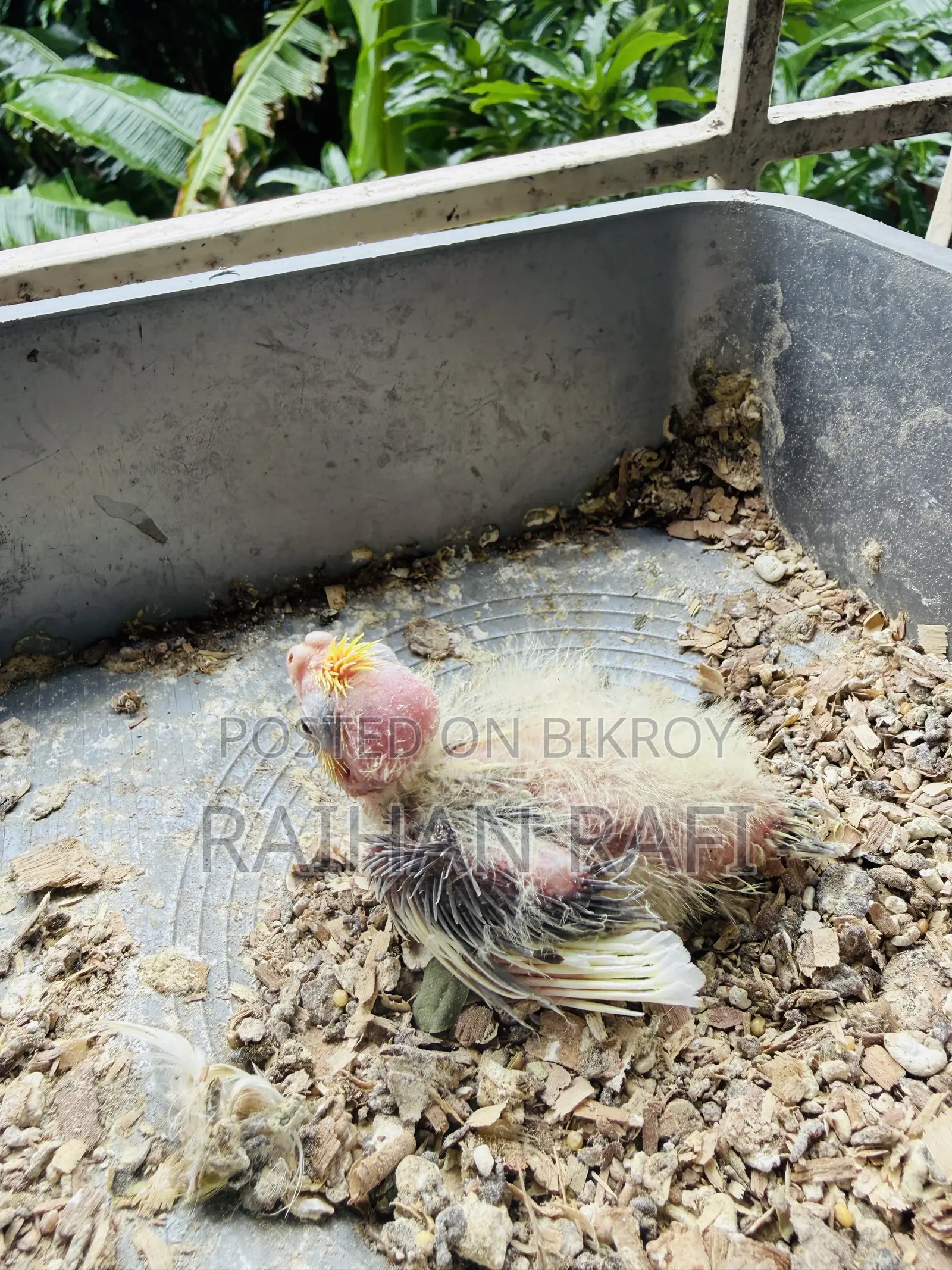 Lutino Pied Team Size Cockatiels