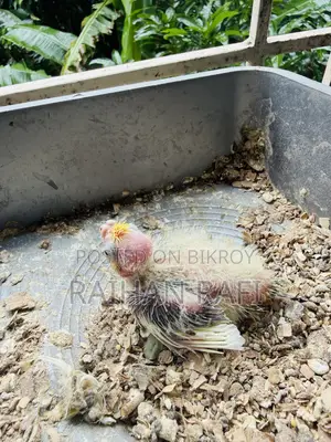Lutino Pied Team Size Cockatiels