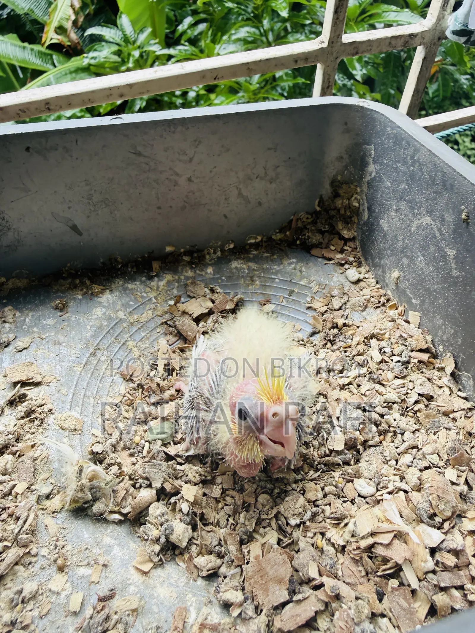 Lutino Pied Team Size Cockatiels