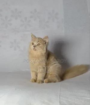 1-3 months Female Purebred Persian