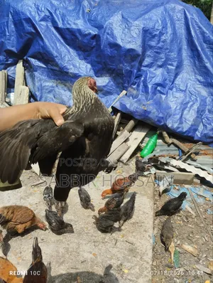 দেশি মুরগি
