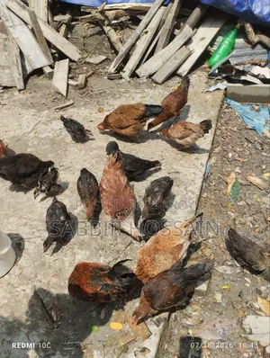 দেশি মুরগি