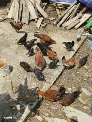 দেশি মুরগি