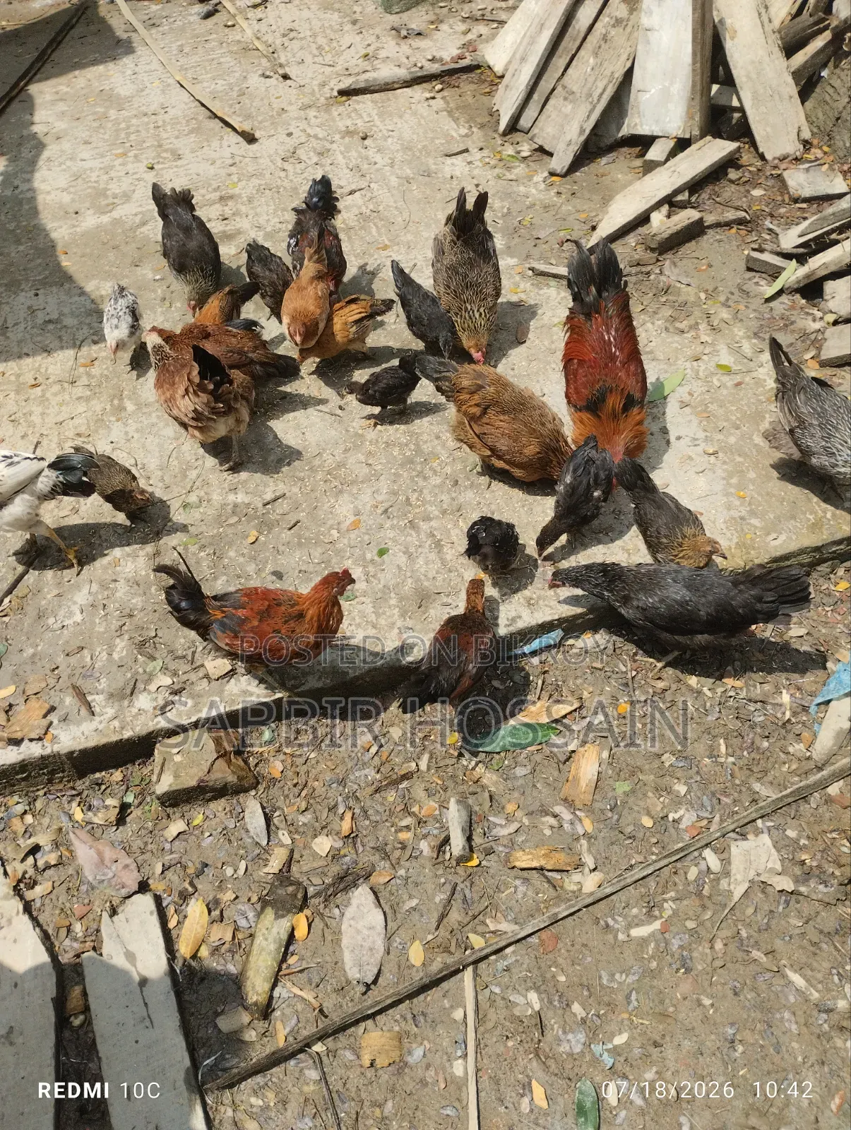 দেশি মুরগি