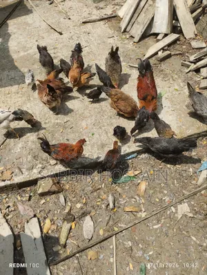 দেশি মুরগি