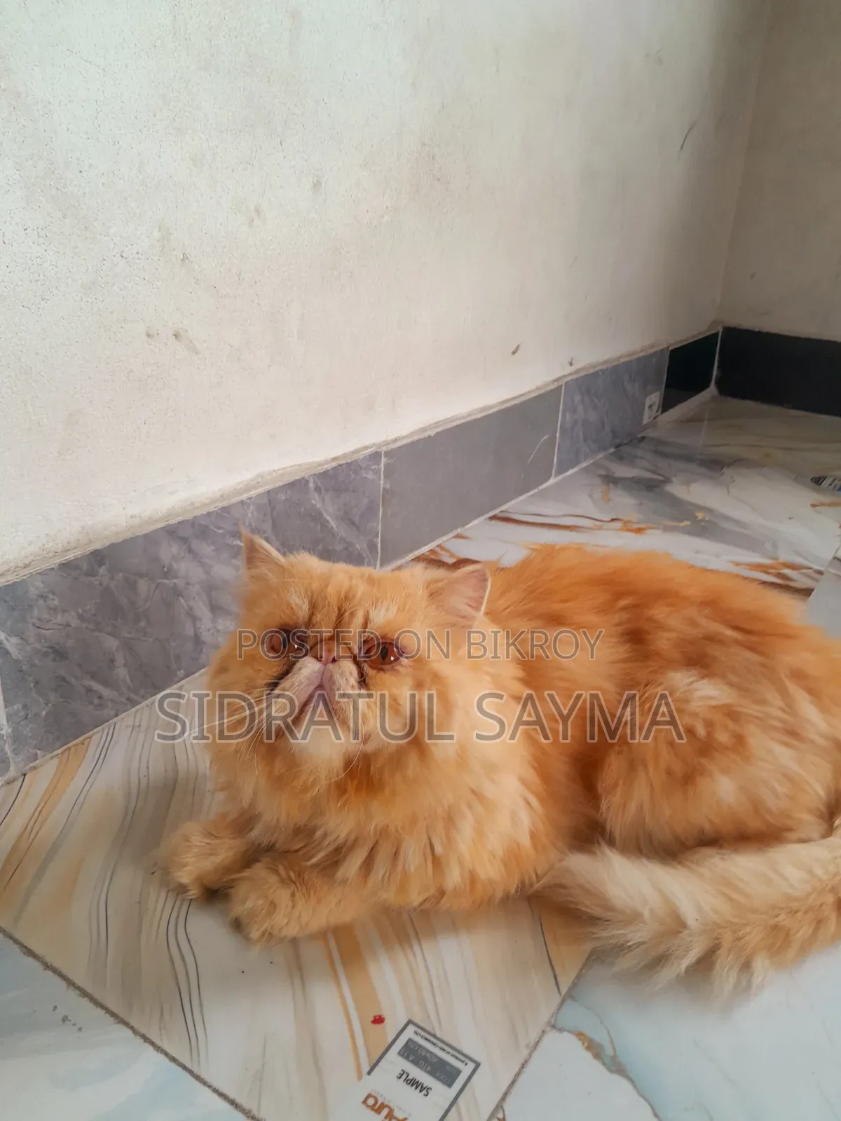 6-12 Months Male Purebred Exotic