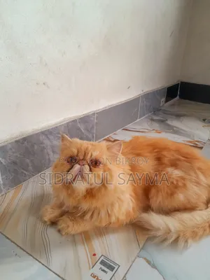 ৬-১২ মাস বয়সী পুরুষ খাঁটি জাতের এক্সোটিক