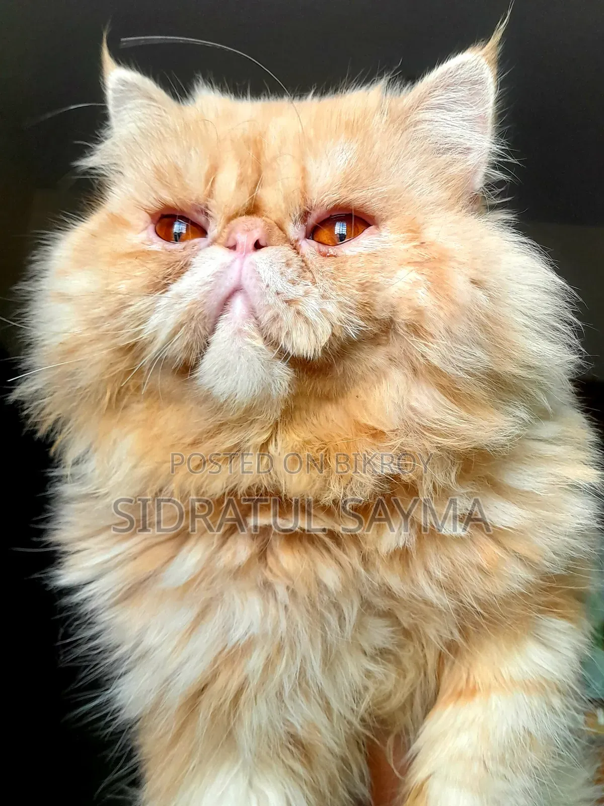 6-12 Months Male Purebred Exotic