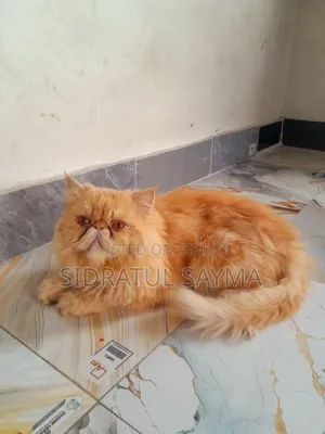 6-12 Months Male Purebred Exotic