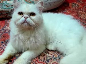 6-12 months Female Purebred Cat