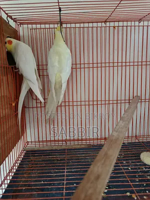 একজোড়া রানিং ককাটেল পাখি বিক্রয় হবে ।