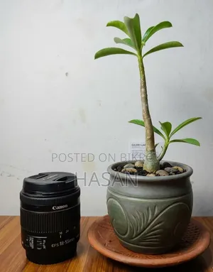 ক্যানন লেন্স