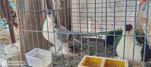 Pigeon for Sale