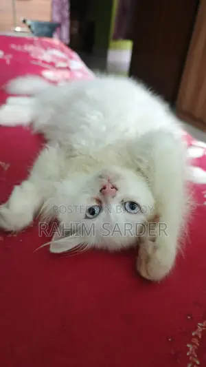 1-3 months Male Mixed Breed Persian