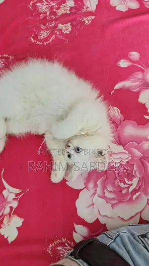 1-3 Months Male Mixed Breed Persian