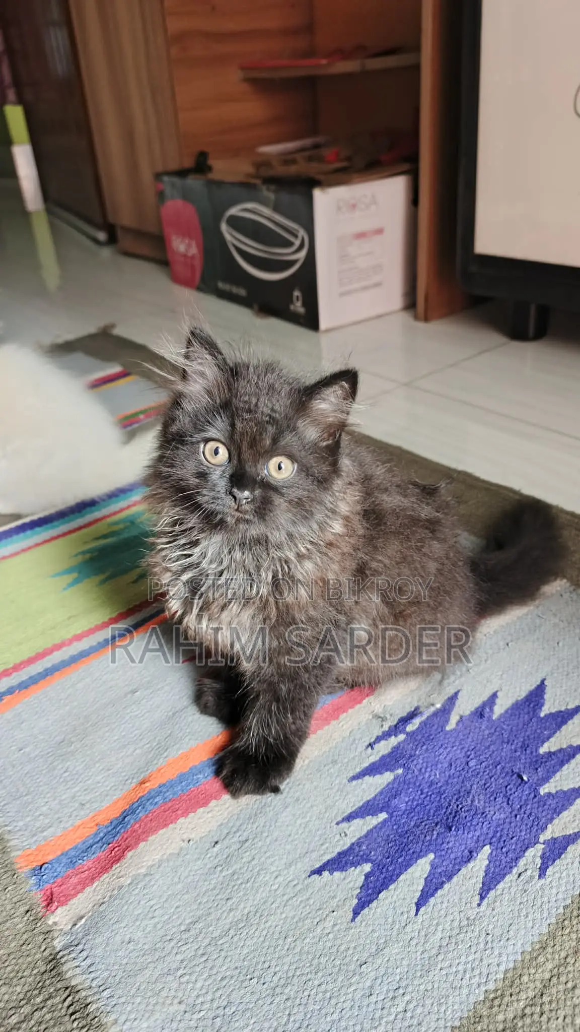 1-3 Months Male Mixed Breed Persian