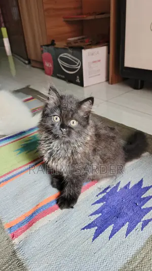 1-3 Months Male Mixed Breed Persian