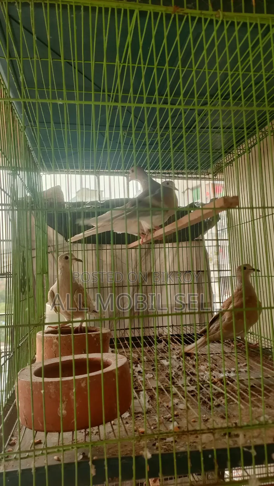 ঘুঘু পাখি ।১০০% ডিম বাচ্চা গ্যারান্টি।