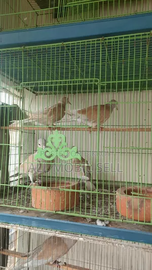 ঘুঘু পাখি ।১০০% ডিম বাচ্চা গ্যারান্টি।