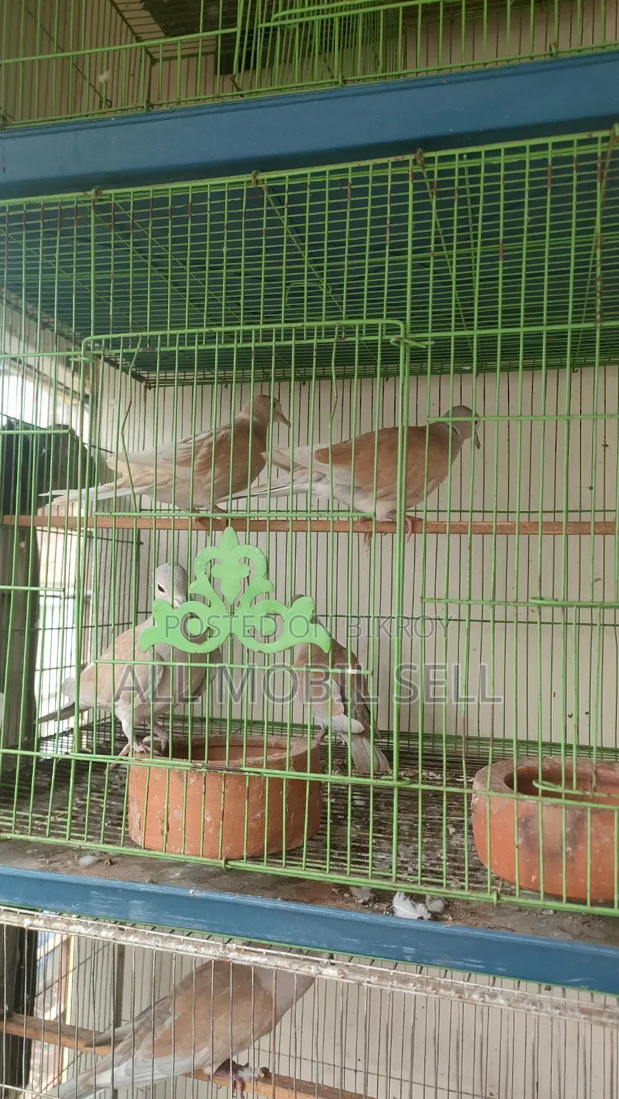 ঘুঘু পাখি ।১০০% ডিম বাচ্চা গ্যারান্টি।