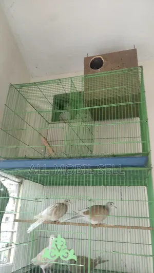 দুই পিস খাঁচা।