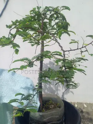 Tamarind Tree Bonsai Material, 