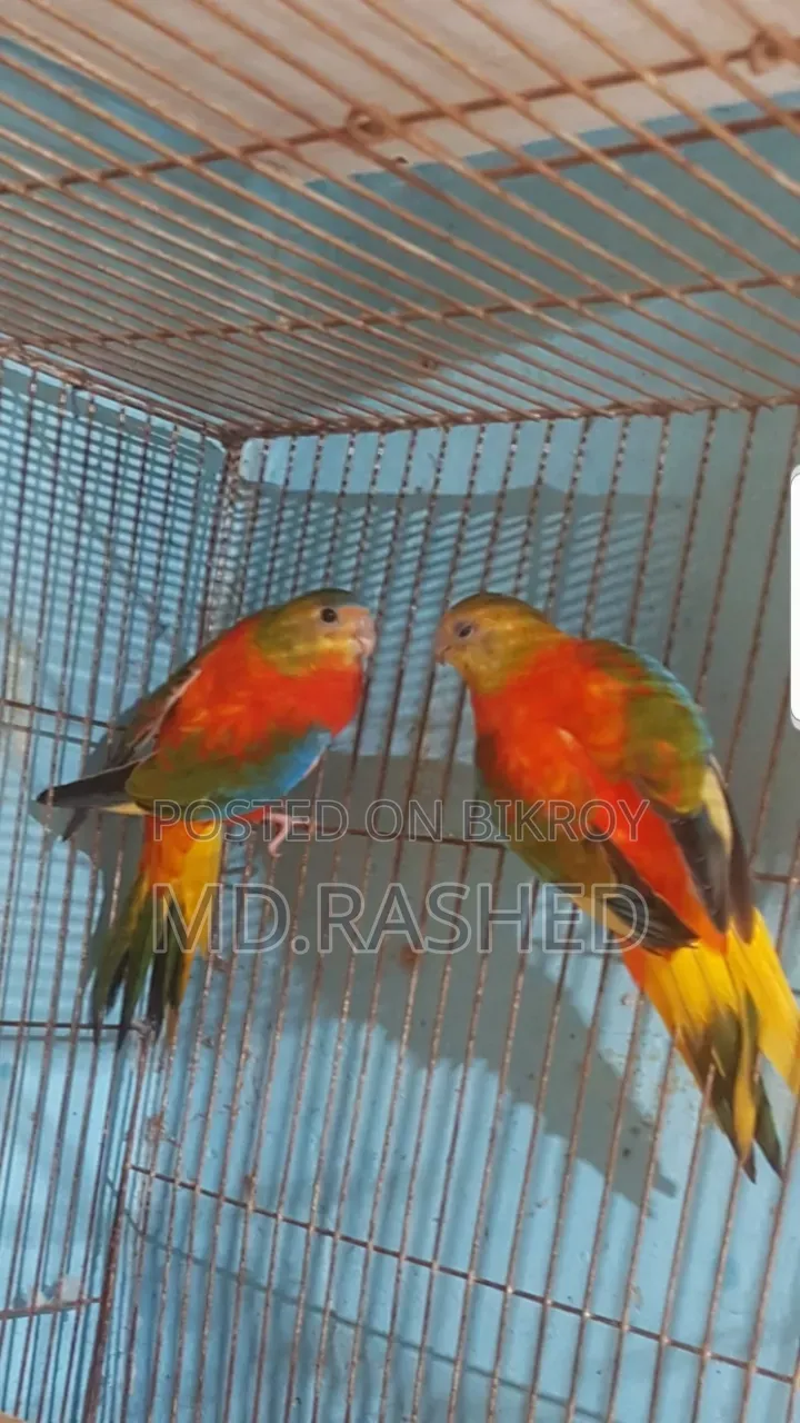 A pair of Turquoise parrots.