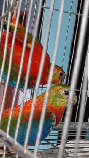A pair of Turquoise parrots.