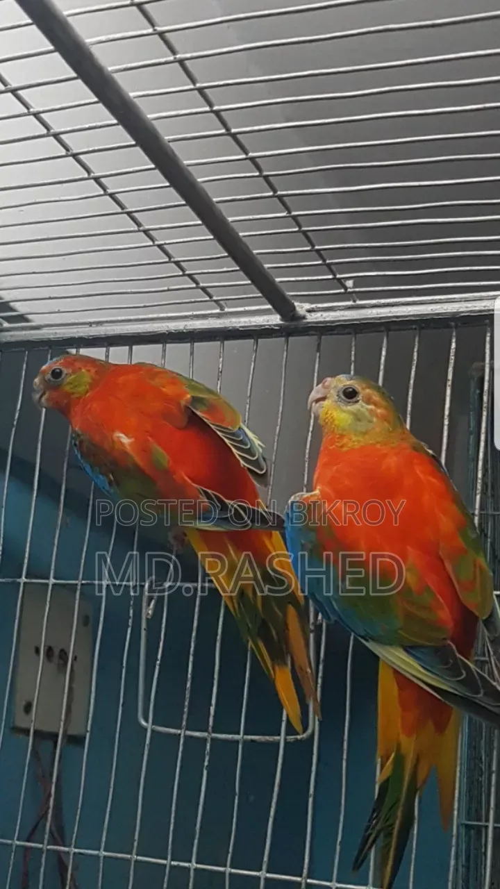 A pair of Turquoise parrots.
