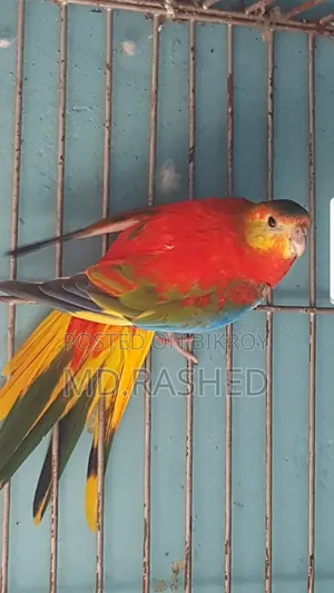 A pair of Turquoise parrots.