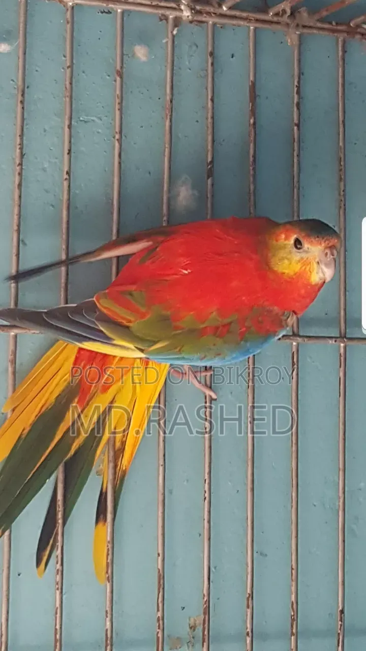 A pair of Turquoise parrots.