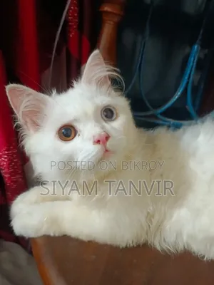 3-6 months Male Purebred Persian