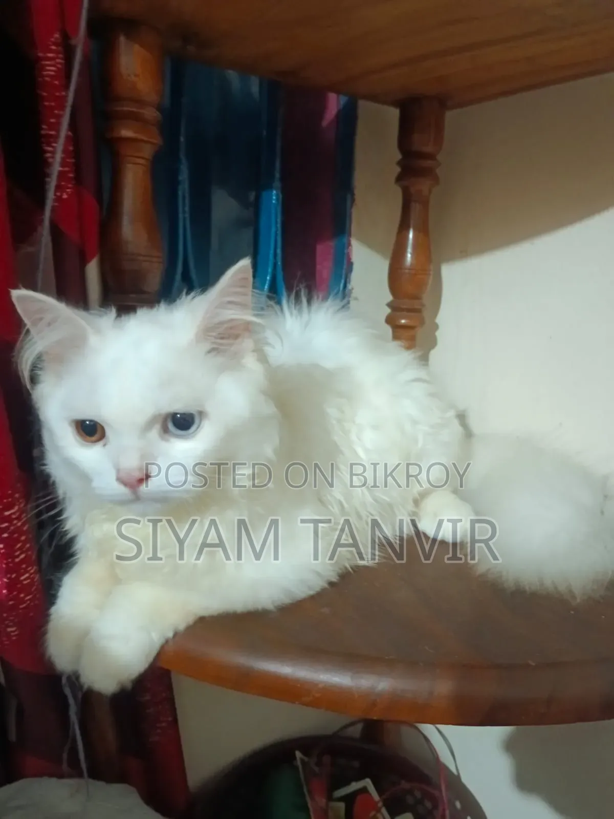 3-6 Months Male Purebred Persian