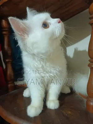 3-6 Months Male Purebred Persian