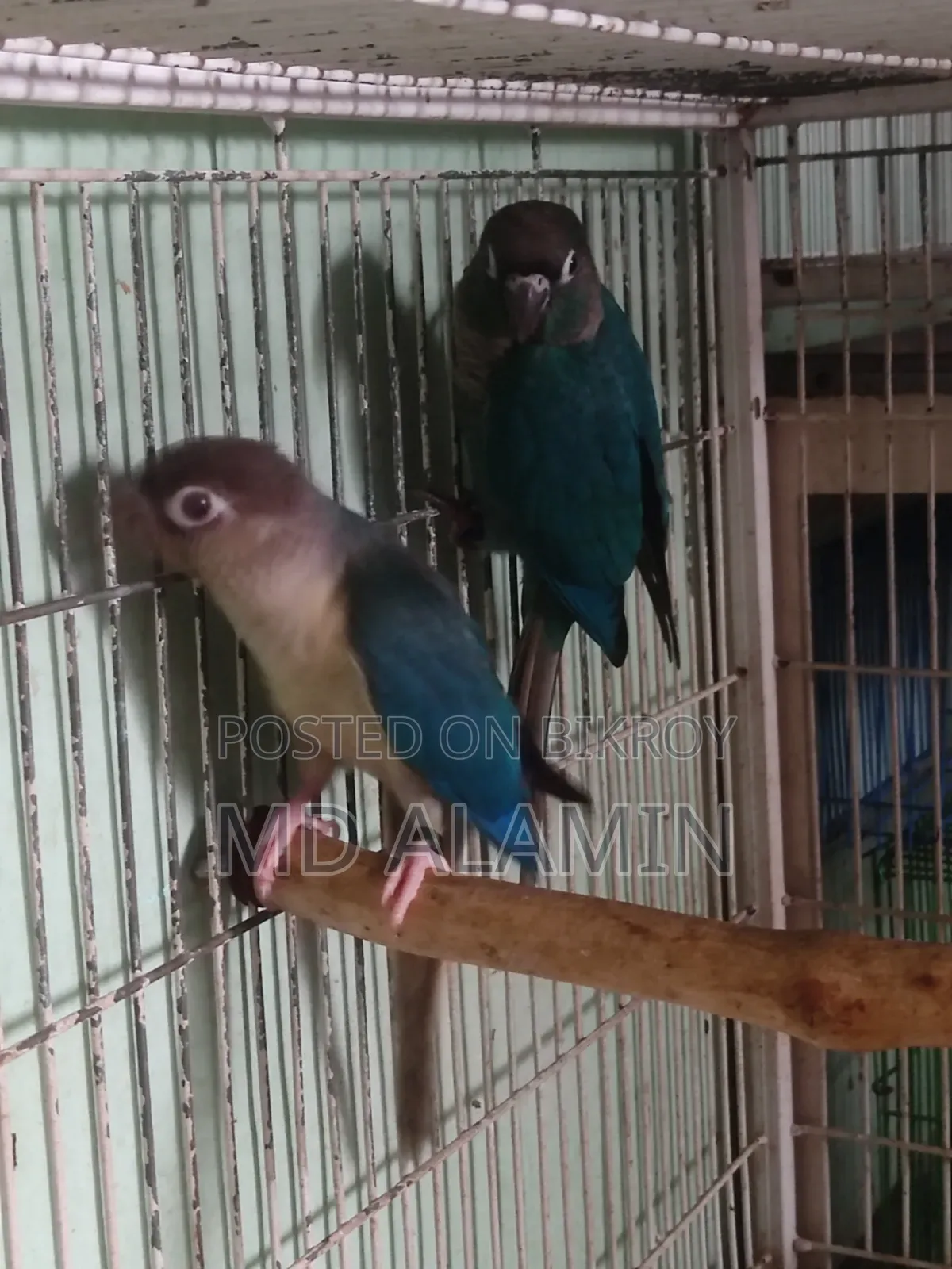 ব্লু কনুর সেল করা হবে