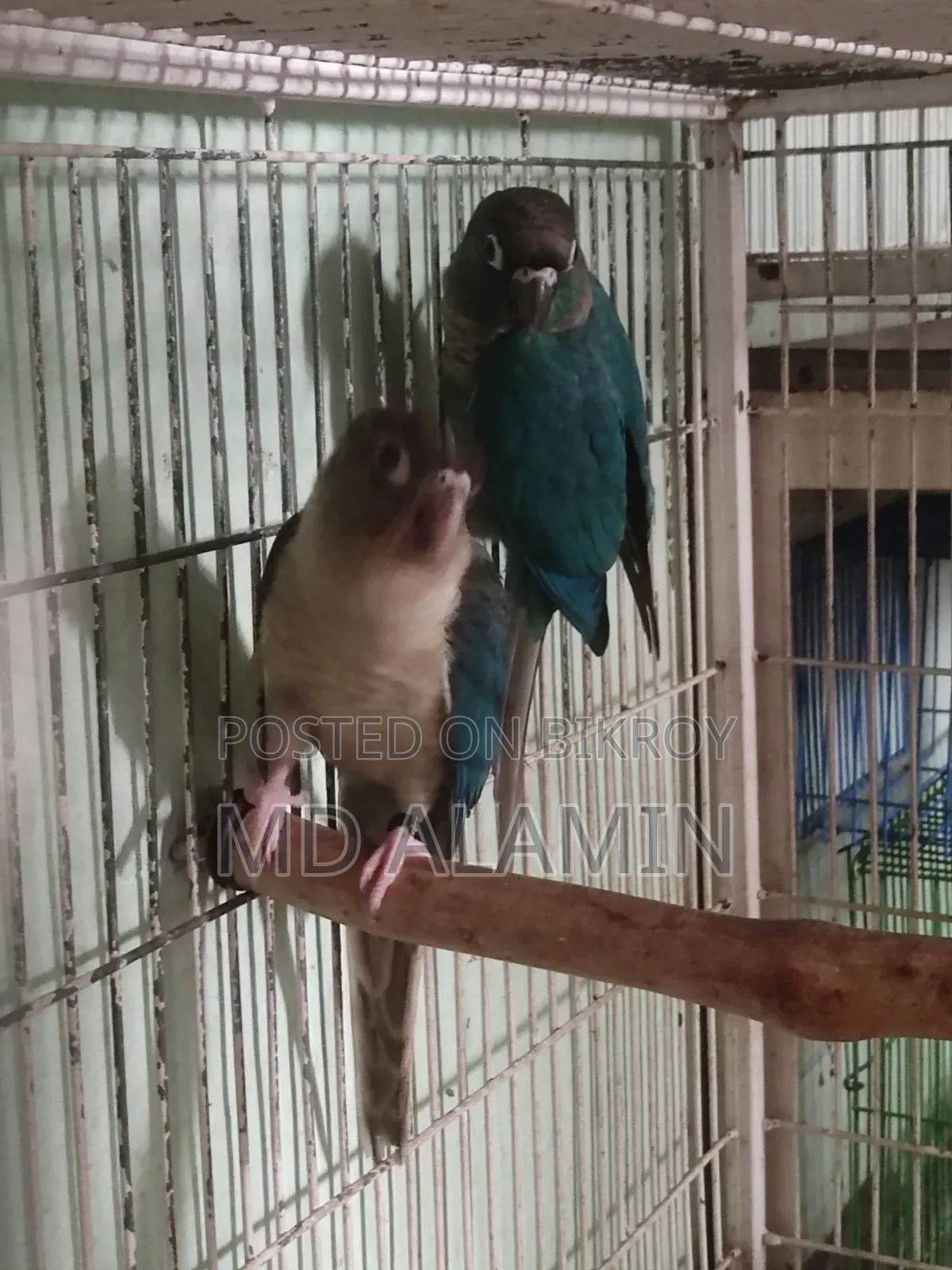 ব্লু কনুর সেল করা হবে