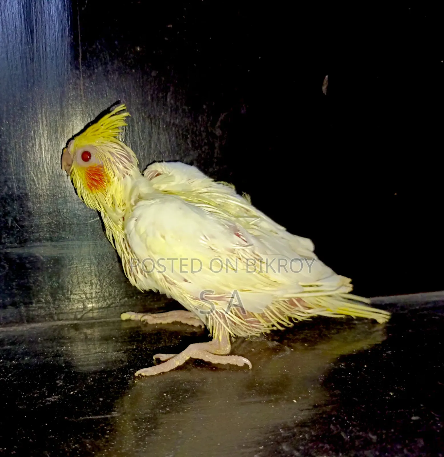 Tame Size Lutino Pearl Cockatiel Baby