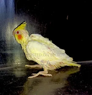 Tame Size Lutino Pearl Cockatiel Baby